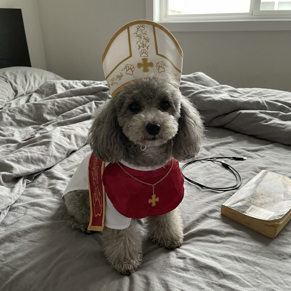 Toy poodle in the Pope costume on a bed