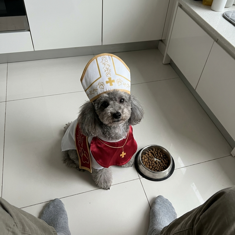 Toy poodle in the Pope costume on the kitchen floor